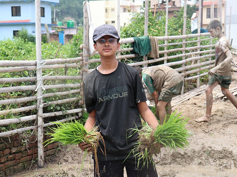 Grade 8 students at Imperial World School, Kathmandu, plant rice paddies at Paiskot field for Dhan Ropai celebration, 28 June 2024.